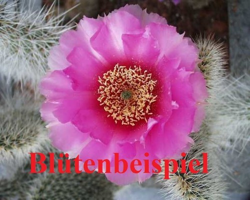 Grizzly orso cactus - , opuntia