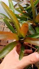Neoregelia schultesiana fireball - Bromelia