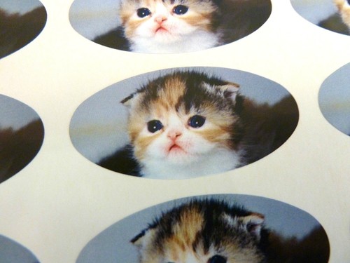 Gattino ovale sigillare - gattino,