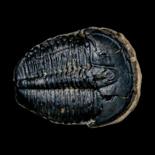 Elrathia kingi trilobite - 1,3",