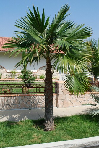 Trachycarpus latisectus - ,