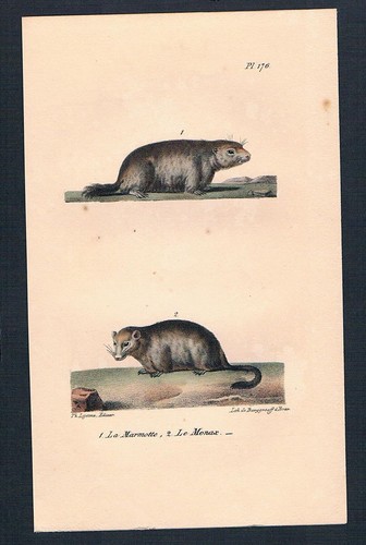 1840 marmotta erodoto - marmotta,