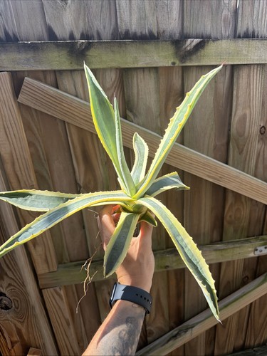 Agave americana - agave,