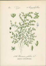 Chromolithographie : Kahles