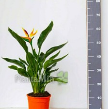 Strelitzia reginae piantamia - reginae,