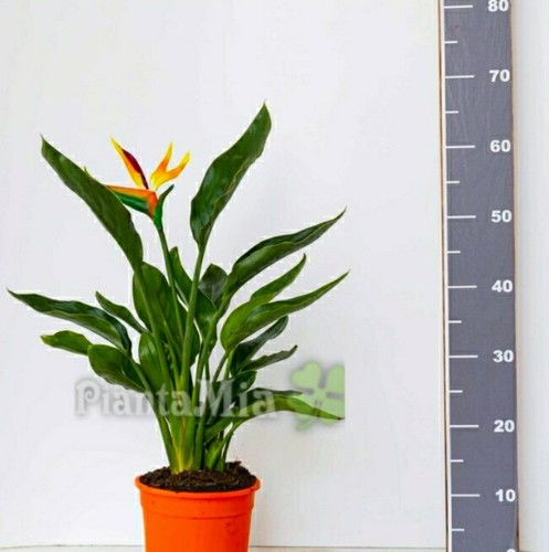 Strelitzia reginae piantamia - reginae,