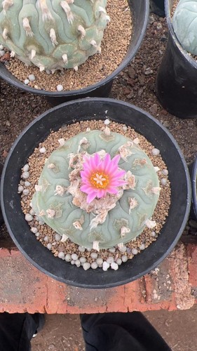 Rara pianta succulenta - 9,5, cm