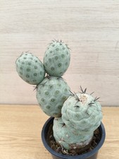 9483  TEPHROCACTUS Geometricus
