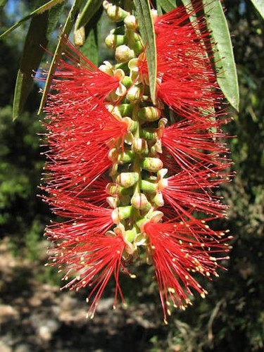 Callistemon botle brushes - , 3