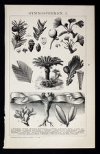 1897 OLD LITOGRAFICAL:PIANTE