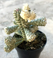 Euphorbia Mammillaris