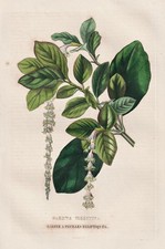 Garrya Elliptica California Fiore Botanica Incisione Drapiez 1850