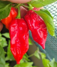 10 Semi di Peperoncino Dorset