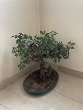 Pianta decorazione da interno