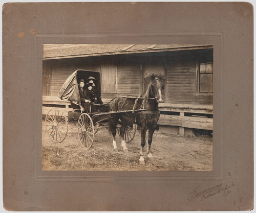 Carrozza trainata cavalli - carrozza,