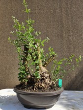 Old European Olive Bonsai