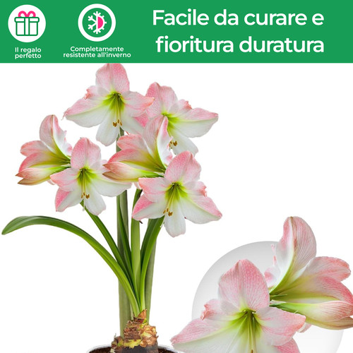 Bulbi amarillide fiore di - -,