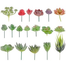  18 pezzi di piante grasse non