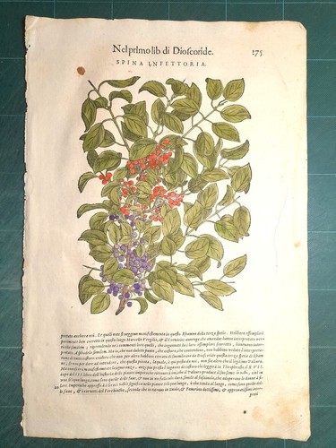 Mattioli matthioli erbario - matthioli,