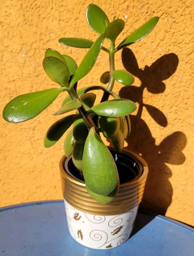 Bonsai crassula ovata cm - di,