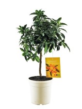 Pianta kumquat mandarino - pianta,