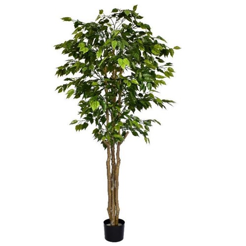 Albero ficus retusa - albero, deluxe