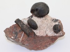 Ammonite, Arcestes sp., Trias, Karn, Epidauros, Peloponneso, Grecia-L746