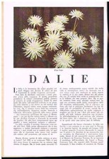 Adele Berrone Gavazzi - DALIE