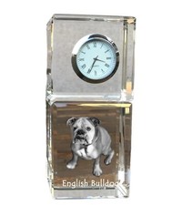 Bulldog inglese cane con