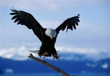 386766 Bald Eagle WALL ROOM