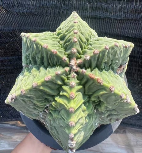 Astrophytum myriostigma - 10,