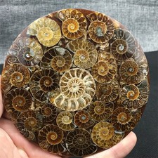 Disco di ammonite naturale