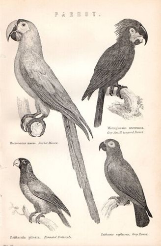 1880 stampa pappagalli grigio - 1880,