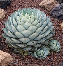 Agave parryi 10000 SEEDS -  -