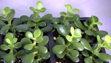 Talee crassula ovata pianta - 10,