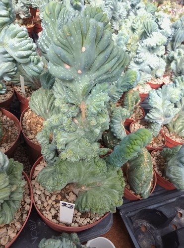 Mirtillocactus geometrizans - mirtillocactus,