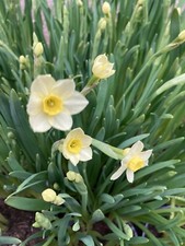10 lampadine narciso nano