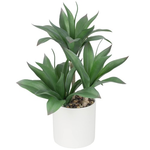 37cm grandi piante grasse - piante,