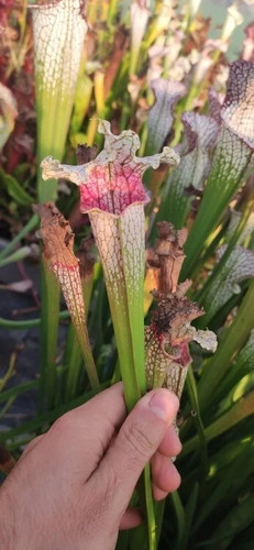 Leucophylla pink panther - pink,