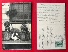 Foto cartolina bassotto 1916