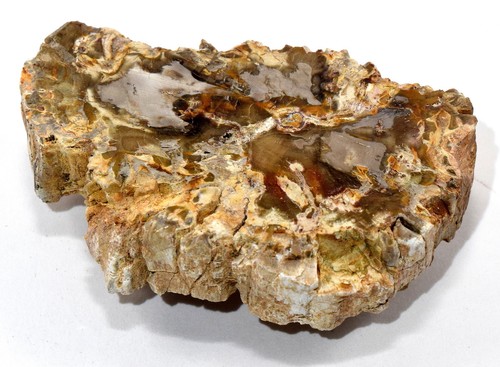 Pietrificato fossilizzato - ",