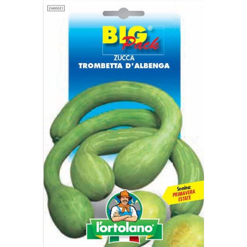 Zucca trombetta albenga in - zucca,