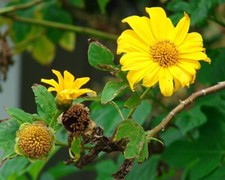 Girasole messicano - Sunflower