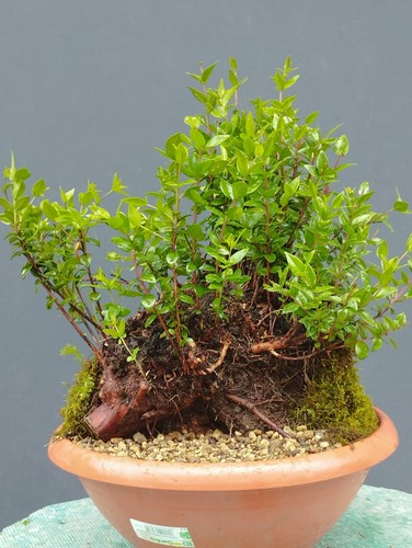 Bonsai mirto 35x27cm in - di,