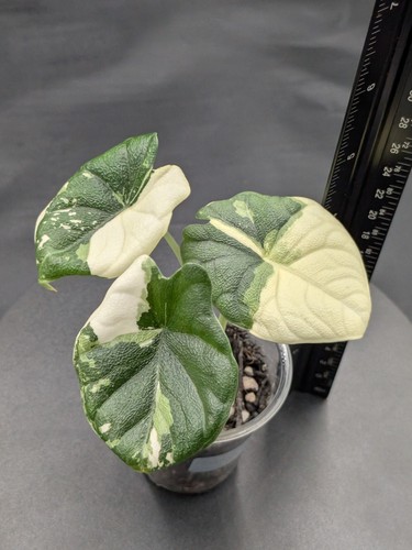 High color variegated - color!,