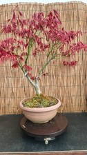 Bonsai di Acero Atropurpureum