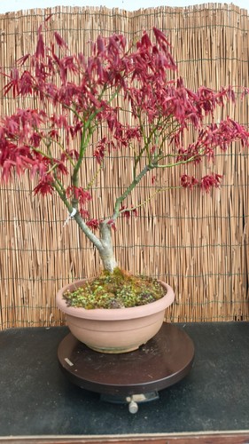 Bonsai acero atropurpureum - di,