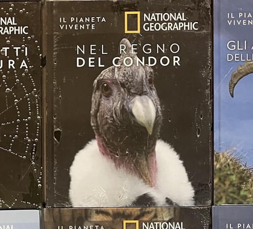 Nel regno del - regno, condor