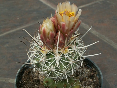 Sclerocactus wrightiae - ,