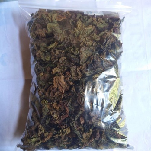 Foglie jatropha rossa - di,
